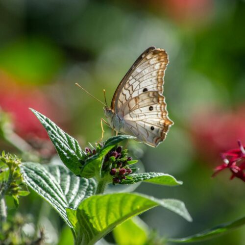 Monte Carlo para Haces de Iones en Radioterapia