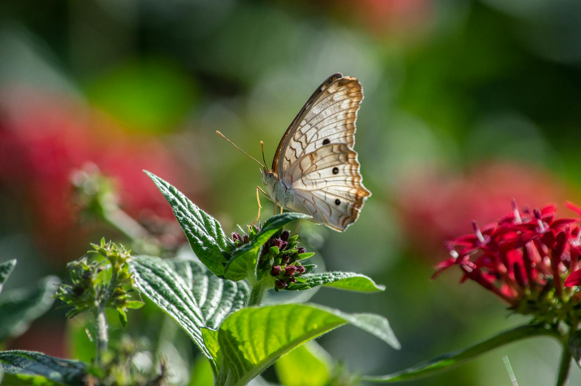 Monte Carlo para Haces de Iones en Radioterapia