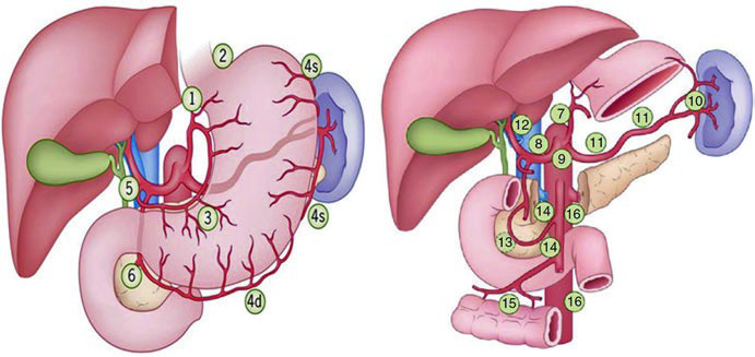 Grupos linfonodais perigástricos mostrando as estações N1 a N4 segundo classificação JRSGC ao redor do estômago