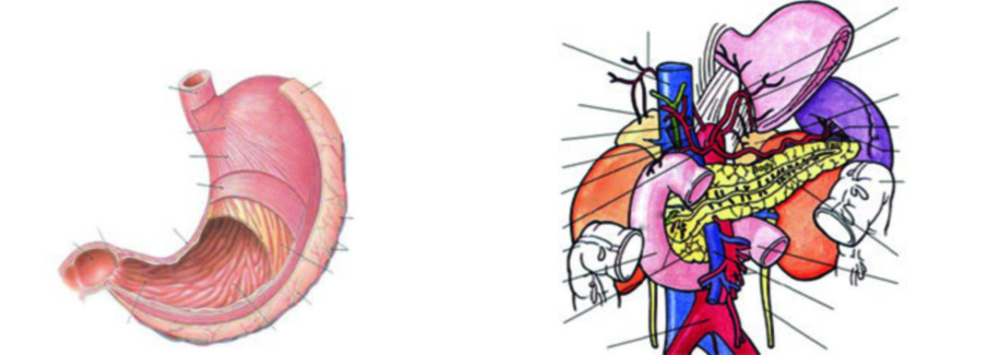 Anatomia do estômago mostrando as cinco camadas da parede gástrica e estruturas adjacentes incluindo pâncreas, baço e vasos celíacos