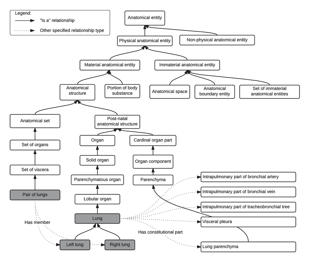 Foundational Model of Anatomy (FMA) ontology applied to lung volumes - TG-263